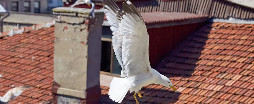 Residential Chimney Animal Removal Solution in Colonial Heights, VA