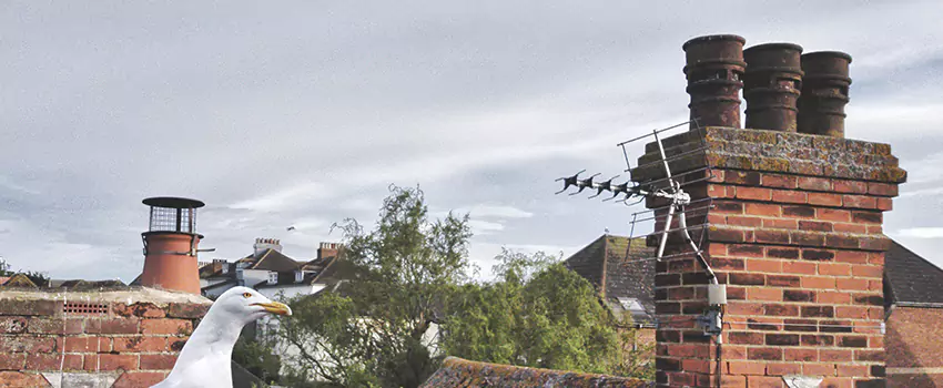 Chimney Cleaning And Restoration in Colonial Heights, Virginia
